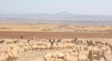 Etheopian Christians killed by Daesh