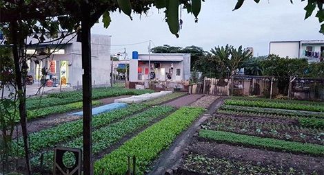 Loc Hung Vegetable Garden before officers and military forces destroyed it and residents' homes